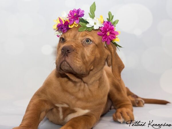 Dogue de Bordeaux DOG DOGUEDEBORDEAUXDOGUEDEBORDEAUX13JPG Petland Mall of Georgia