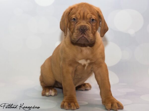 Dogue de Bordeaux DOG DOGUEDEBORDEAUXDOGUEDEBORDEAUX14JPG Petland Mall of Georgia