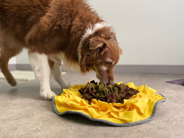 Easy Sustainable Enrichment Ideas