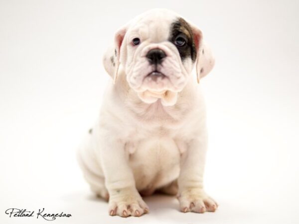 English Bulldog DOG ENGLISHBULLDOGENGLISHBULLDOG01JPG Petland Mall of Georgia