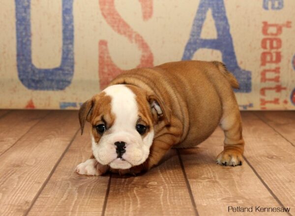 English Bulldog DOG ENGLISHBULLDOGENGLISHBULLDOG03JPG Petland Mall of Georgia