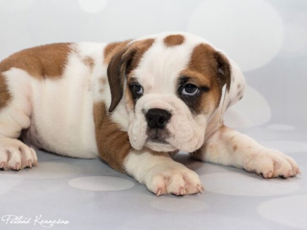 English Bulldog DOG ENGLISHBULLDOGENGLISHBULLDOG10JPG Petland Mall of Georgia