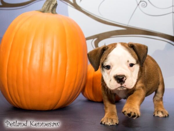 English Bulldog DOG ENGLISHBULLDOGENGLISHBULLDOG15JPG Petland Mall of Georgia