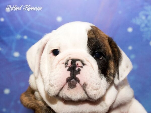 English Bulldog DOG ENGLISHBULLDOGENGLISHBULLDOG28JPG Petland Mall of Georgia