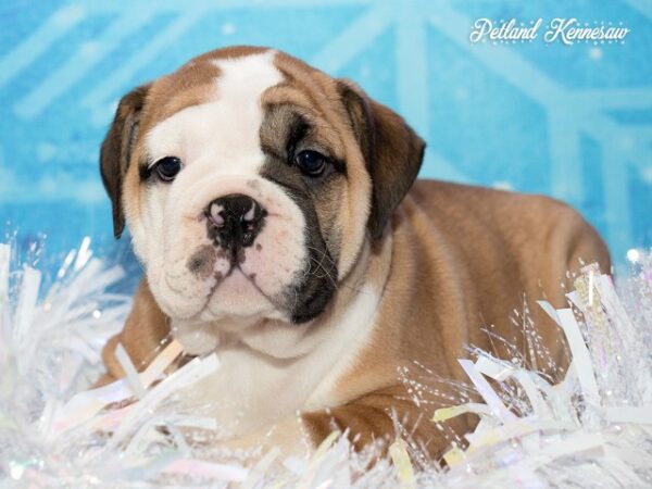 English Bulldog DOG ENGLISHBULLDOGENGLISHBULLDOG32JPG Petland Mall of Georgia