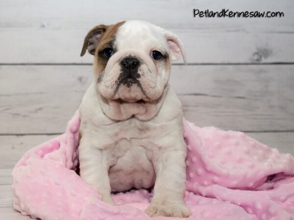 English Bulldog DOG ENGLISHBULLDOGENGLISHBULLDOG35JPG Petland Mall of Georgia