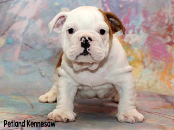 English Bulldog DOG ENGLISHBULLDOGENGLISHBULLDOG37JPG Petland Mall of Georgia