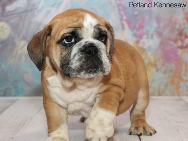 English Bulldog DOG ENGLISHBULLDOGENGLISHBULLDOG43JPG Petland Mall of Georgia