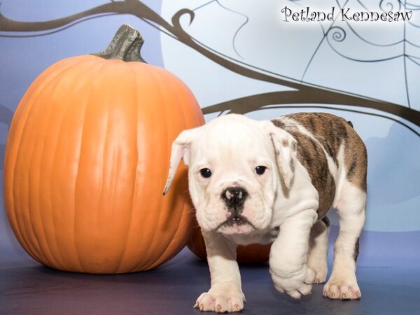 English Bulldog DOG ENGLISHBULLDOGENGLISHBULLDOG46JPG Petland Mall of Georgia