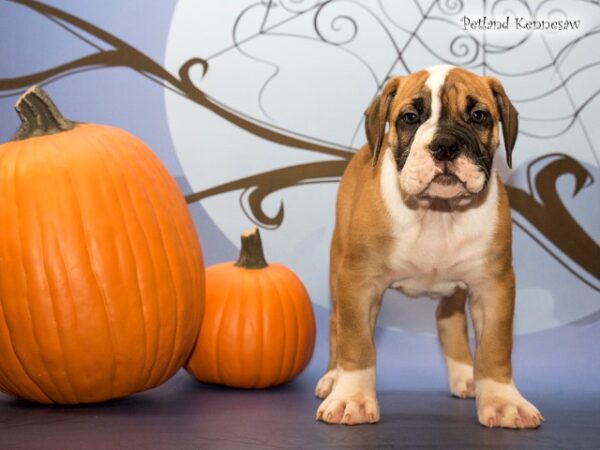 English Bulldog DOG ENGLISHBULLDOGENGLISHBULLDOG48JPG Petland Mall of Georgia