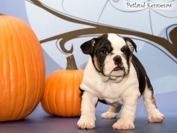 English Bulldog DOG ENGLISHBULLDOGENGLISHBULLDOG50JPG Petland Mall of Georgia