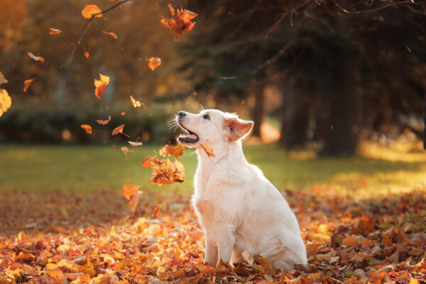 Fall Dog Essentials