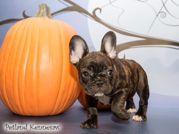 French Bulldog DOG FRENCHBULLDOGFRENCHBULLDOG11JPG Petland Mall of Georgia