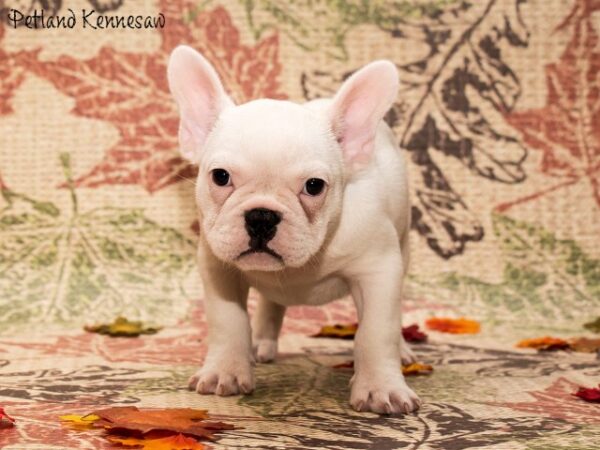 French Bulldog DOG FRENCHBULLDOGFRENCHBULLDOG13JPG Petland Mall of Georgia