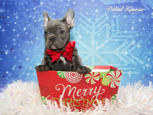 French Bulldog DOG FRENCHBULLDOGFRENCHBULLDOG29JPG Petland Mall of Georgia