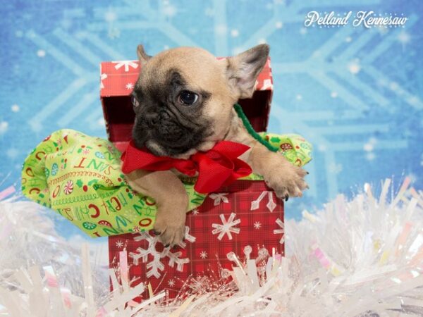 French Bulldog DOG FRENCHBULLDOGFRENCHBULLDOG30JPG Petland Mall of Georgia