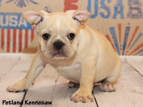 French Bulldog DOG FRENCHBULLDOGFRENCHBULLDOG36JPG Petland Mall of Georgia