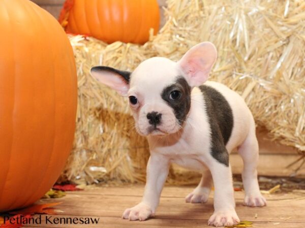 French Bulldog DOG FRENCHBULLDOGFRENCHBULLDOG39JPG Petland Mall of Georgia