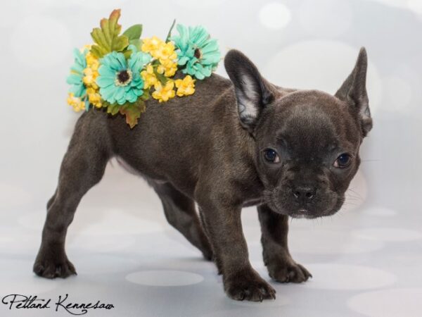 French Bulldog DOG FRENCHBULLDOGFRENCHBULLDOG50JPG Petland Mall of Georgia