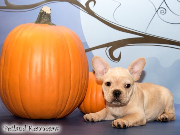 French Bulldog DOG FRENCHBULLDOGFRENCHBULLDOG52JPG Petland Mall of Georgia