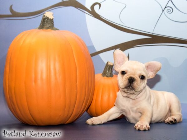 French Bulldog DOG FRENCHBULLDOGFRENCHBULLDOG53JPG Petland Mall of Georgia