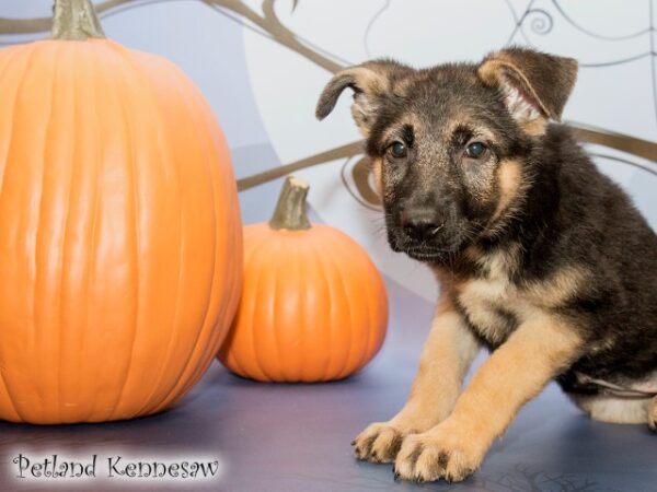 German Shepherd DOG GERMANSHEPHERDGERMANSHEPHERD04JPG Petland Mall of Georgia