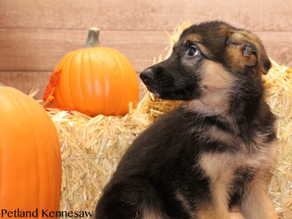 German Shepherd DOG GERMANSHEPHERDGERMANSHEPHERD17JPG Petland Mall of Georgia