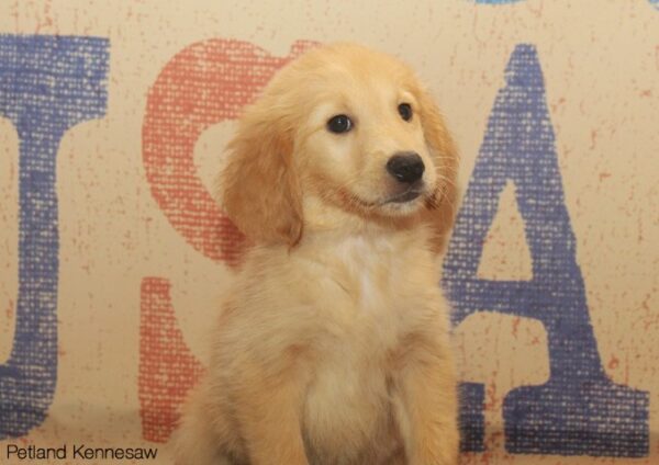 Golden Retriever DOG GOLDENRETRIEVERGOLDENRETRIEVER02JPG Petland Mall of Georgia