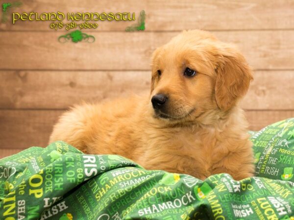 Golden Retriever DOG GOLDENRETRIEVERGOLDENRETRIEVER17JPG Petland Mall of Georgia