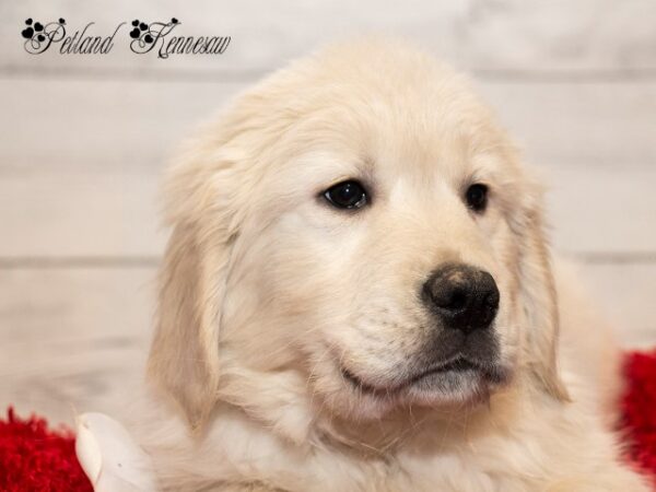 Golden Retriever DOG GOLDENRETRIEVERGOLDENRETRIEVER25JPG Petland Mall of Georgia