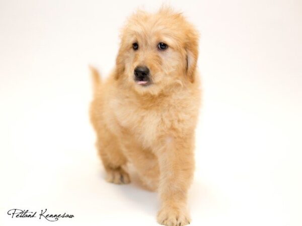 Goldendoodle-DOG---GOLDENDOODLEGOLDENDOODLE01JPG-Petland Mall of Georgia