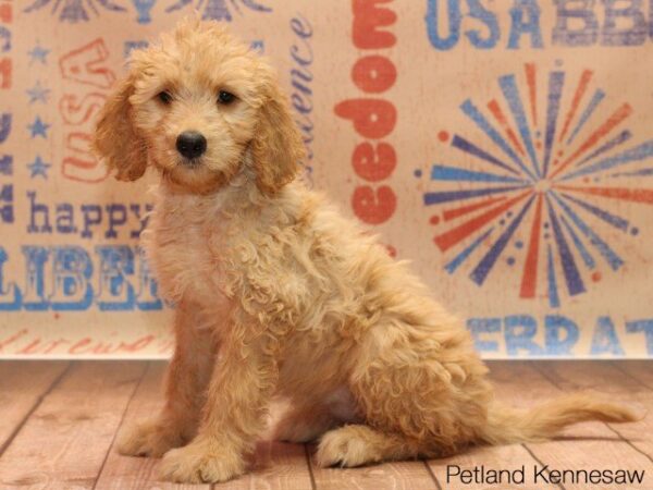 Goldendoodle-DOG---GOLDENDOODLEGOLDENDOODLE04JPG-Petland Mall of Georgia