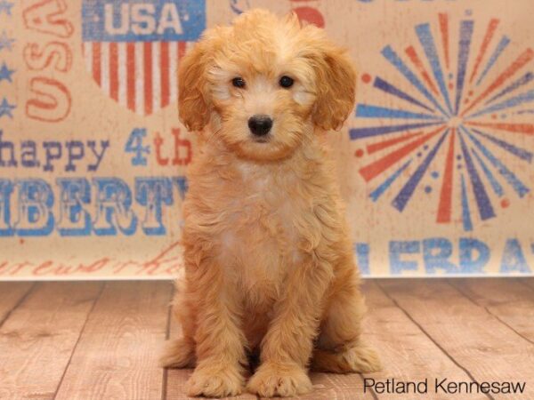 Goldendoodle-DOG---GOLDENDOODLEGOLDENDOODLE05JPG-Petland Mall of Georgia