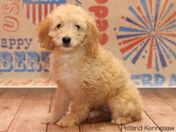 Goldendoodle DOG GOLDENDOODLEGOLDENDOODLE06JPG Petland Mall of Georgia