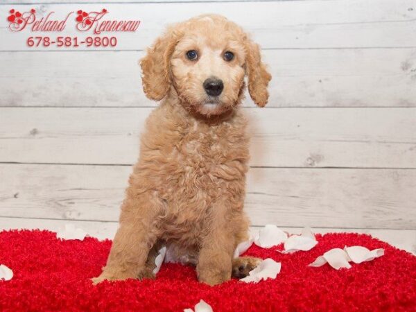 Goldendoodle-DOG---GOLDENDOODLEGOLDENDOODLE08JPG-Petland Mall of Georgia