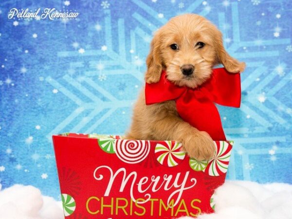 Goldendoodle-DOG---GOLDENDOODLEGOLDENDOODLE20JPG-Petland Mall of Georgia