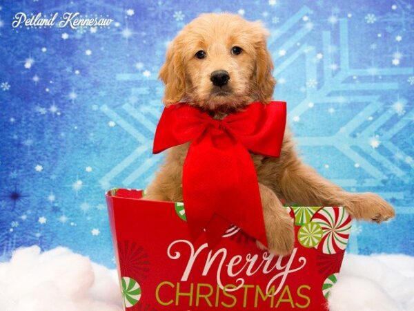 Goldendoodle-DOG---GOLDENDOODLEGOLDENDOODLE21JPG-Petland Mall of Georgia