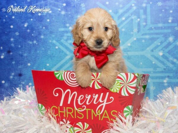 Goldendoodle DOG GOLDENDOODLEGOLDENDOODLE23JPG Petland Mall of Georgia