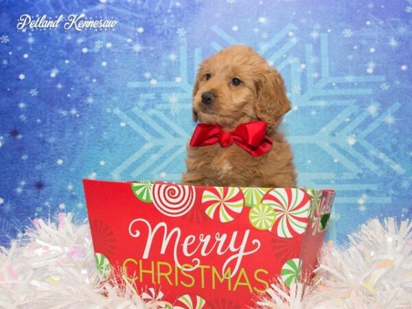 Goldendoodle-DOG---GOLDENDOODLEGOLDENDOODLE25JPG-Petland Mall of Georgia