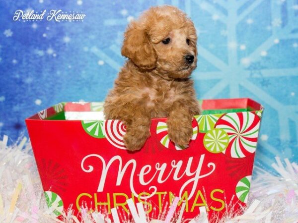 Goldendoodle DOG GOLDENDOODLEGOLDENDOODLE29JPG Petland Mall of Georgia