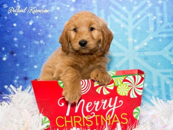 Goldendoodle-DOG---GOLDENDOODLEGOLDENDOODLE34JPG-Petland Mall of Georgia