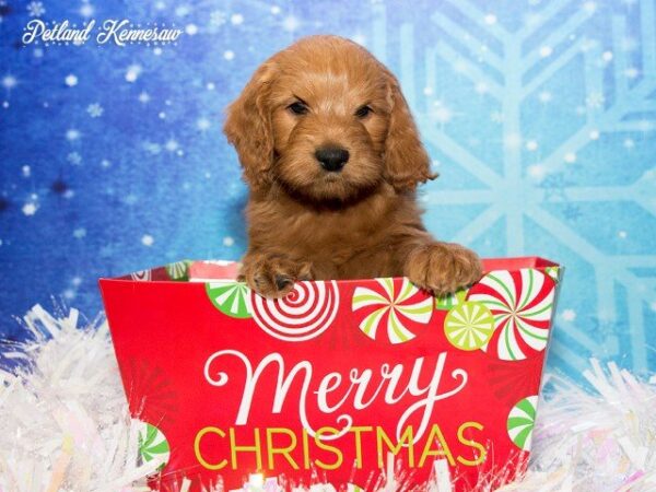 Goldendoodle-DOG---GOLDENDOODLEGOLDENDOODLE35JPG-Petland Mall of Georgia