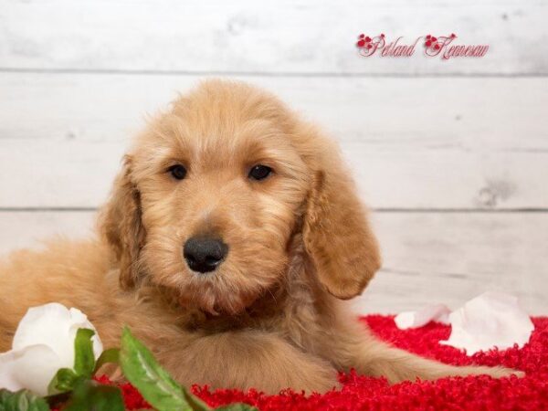 Goldendoodle-DOG---GOLDENDOODLEGOLDENDOODLE40JPG-Petland Mall of Georgia