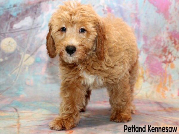 Goldendoodle DOG GOLDENDOODLEGOLDENDOODLE46JPG Petland Mall of Georgia