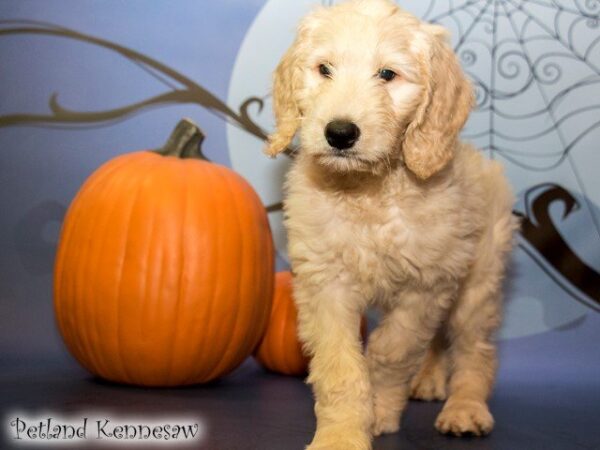 Goldendoodle DOG GOLDENDOODLEGOLDENDOODLE52JPG Petland Mall of Georgia