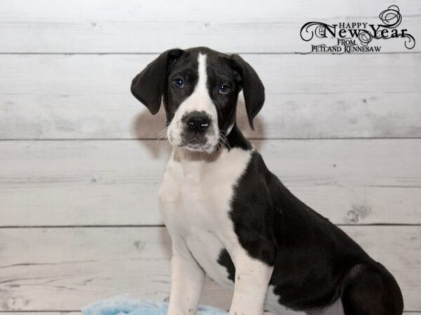 Great Dane-DOG---GREATDANEGREATDANE11JPG-Petland Mall of Georgia