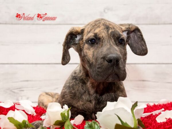 Great Dane-DOG---GREATDANEGREATDANE12JPG-Petland Mall of Georgia