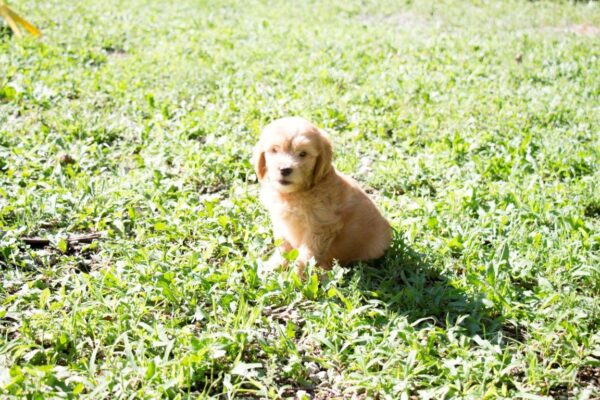 Petland Mall of Georgia puppy breeders-IMG_9994 DOG BRI17IMG_9994JPG Petland Mall of Georgia