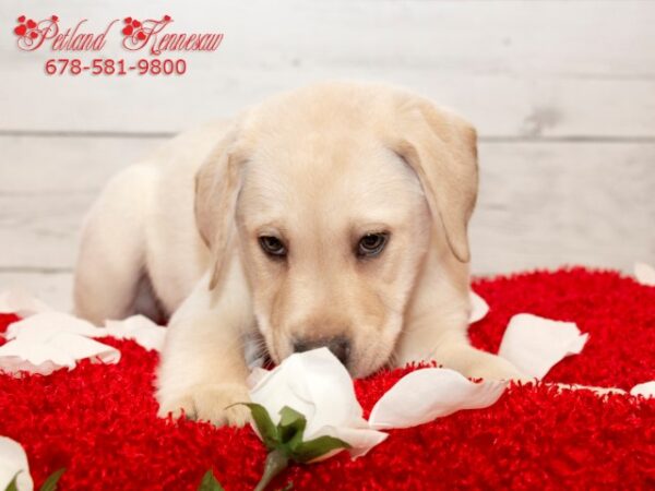 Labrador Retriever-DOG---LABRADORRETRIEVERLABRADORRETRIEVER01JPG-Petland Mall of Georgia