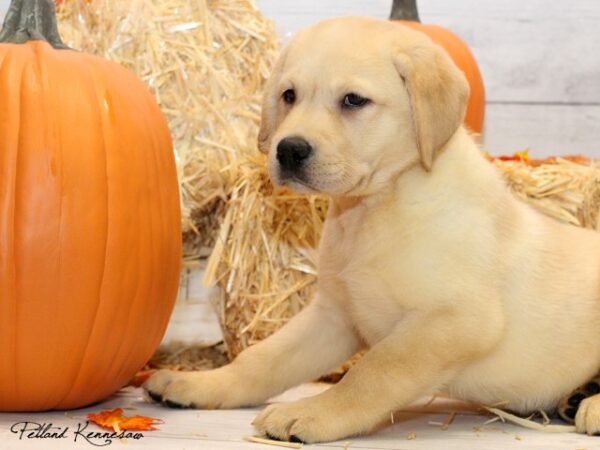 Labrador Retriever-DOG---LABRADORRETRIEVERLABRADORRETRIEVER07JPG-Petland Mall of Georgia